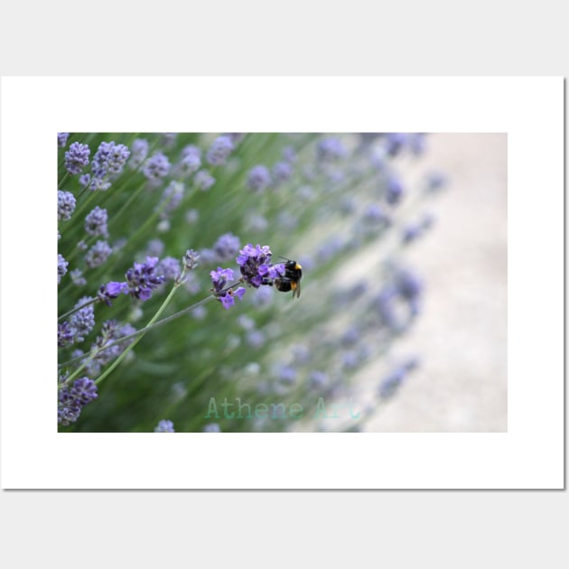 Bumble Bee Lavender Photography Print Wall Art by Athene Art